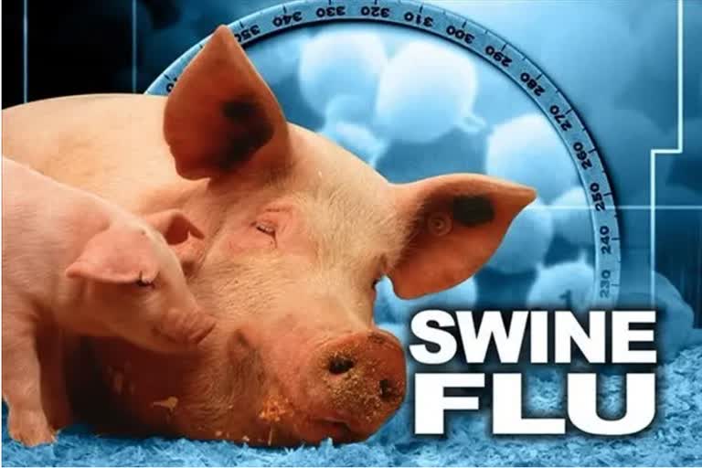 African swine fever Mercy Killing