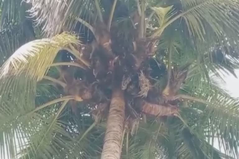 Around 20 seedlings sprouted from a single coconut tree top in Tumakuru