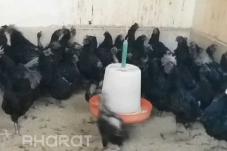 Kadaknath chicken at Gwalior hatchery