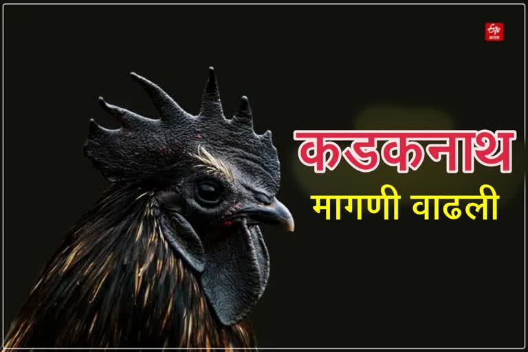 kadaknath chicken demand increased in winter know specialty of kadaknath chicken