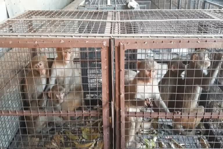 Inhuman Treatment From Monkeys in Jaipur