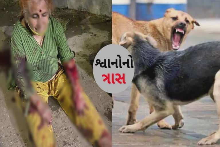 શ્વાનોના ટોળાએ વૃદ્ધાને ધરીને કર્યા લોહીલુહાણ, હાલત ગંભીર થતા હોસ્પિટલમાં ખસેડાયા