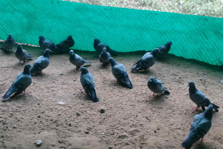 Bird Treatment Centers opened in Jaipur, Helpline numbers released by Nigam, forest department
