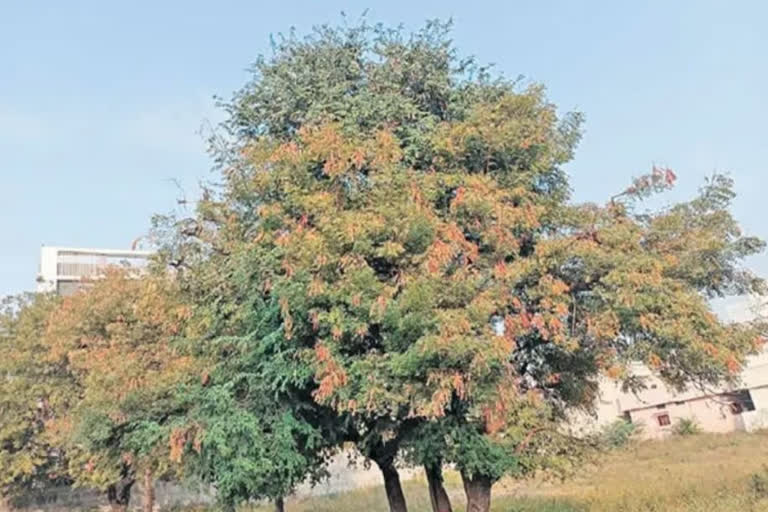 CPWD to transplant 222 trees to make space for multistorey in central Delhi