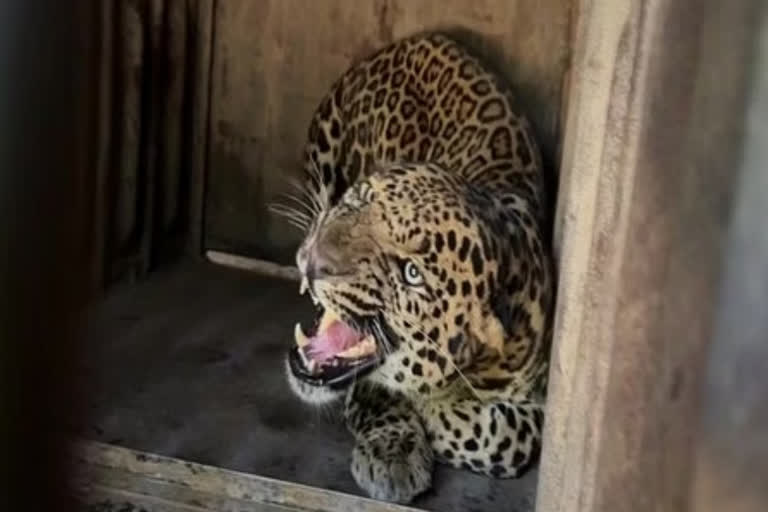 Leopard spotted in Bengaluru University campus