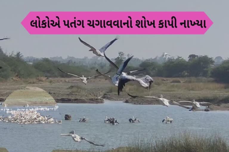 હજારો કિલોમીટરનું લાંબુ અંતર કાપીને આવતા પક્ષી માટે લોકોએ પતંગ ઉત્સવ કર્યો કુરબાન