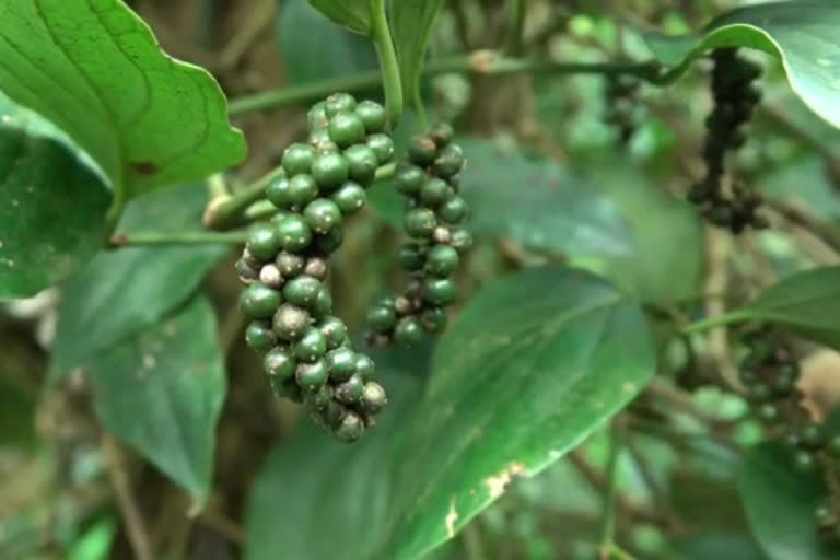 decline in pepper price  pepper price kottayam  pepper farmers  കുരുമുളകിന് വിലയിടിവ്  കുരുമുളക് വിപണിയിൽ വലിയ വിലയിടിവ്  കുരുമുളക് കൃഷി  കുരുമുളക് ഉല്‌പാദനം  കുരുമുളക് ഉല്‌പാദനം കേരളം  കർണാടക കുരുമുളക്  സ്പൈസസ് ബോർഡ് കേരള  കുരുമുളക് കൃഷി കേരളം  കറുത്തപൊന്നിനും വിലയിടിഞ്ഞു  കുരുമുളക്  കുരുമുളക്  കുരുമുളക് വിപണി  black pepper