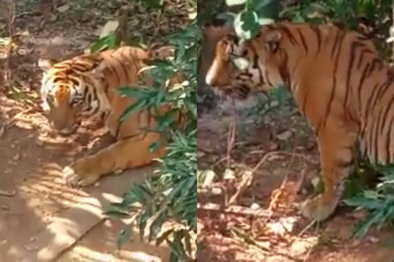 tiger captured by forest department  forest department wayanad kuppadithara  കടുവയെ മയക്കുവെടിവച്ച് പിടികൂടി  വയനാട് പുതുശേരി
