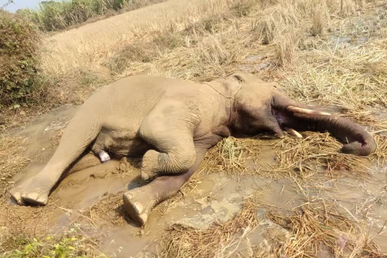 Athgarh elephant death