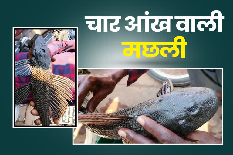 Tiger fish found in gariaband: गरियाबंद में मिली चार आंखों वाली मछली, लोगों  की लगी भीड़