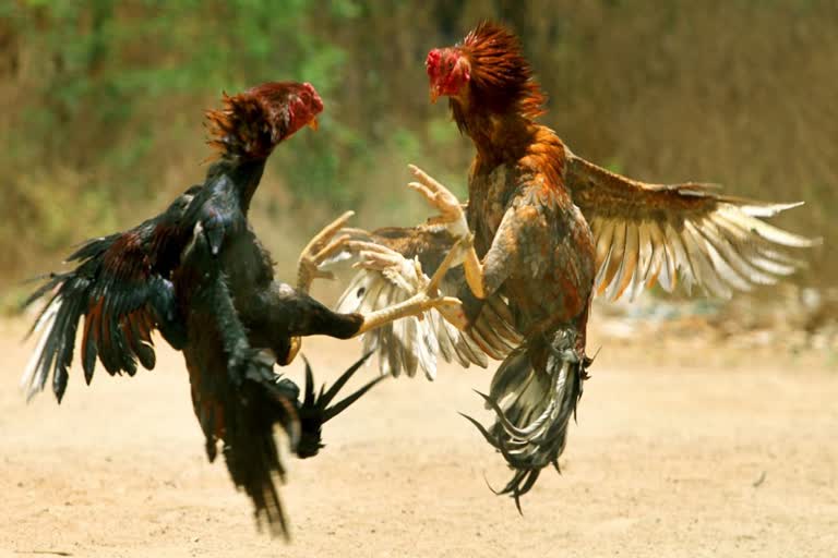 Cockfight In AP