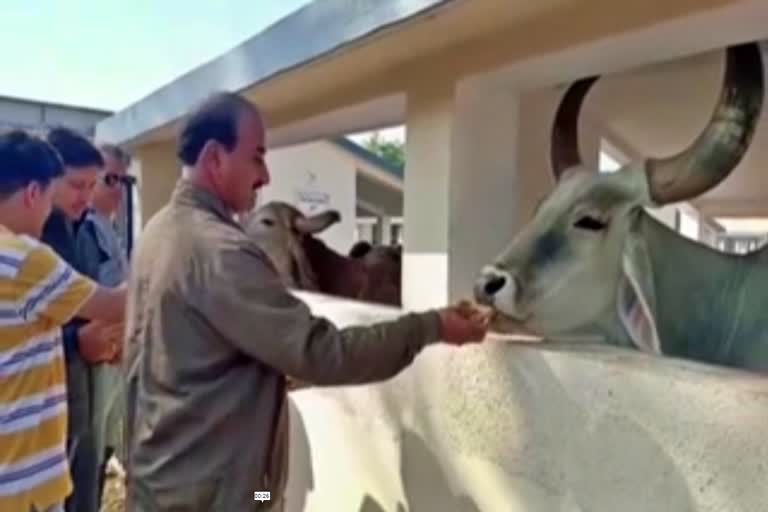 Service of cattle on Navsari Uttarayan festival:  જૈન યુવાનો દ્વારા ઉતરાયણ પર અબોલા પશુઓની કરાઈ અનોખી સેવા