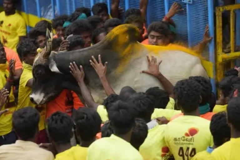 Tamil Nadu: Jallikattu begins in Avaniyapuram of Madurai