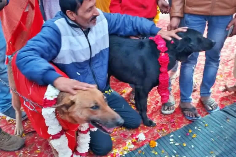 Family finds 'suitable girl' for their for their pet dog in Aligarh