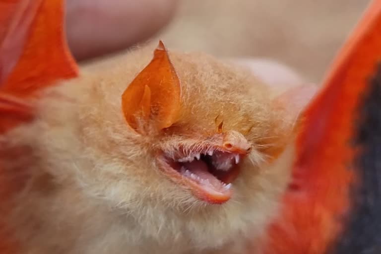 Rare species bat