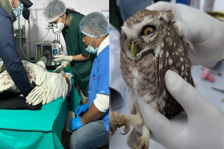 Birds injured by Kite String