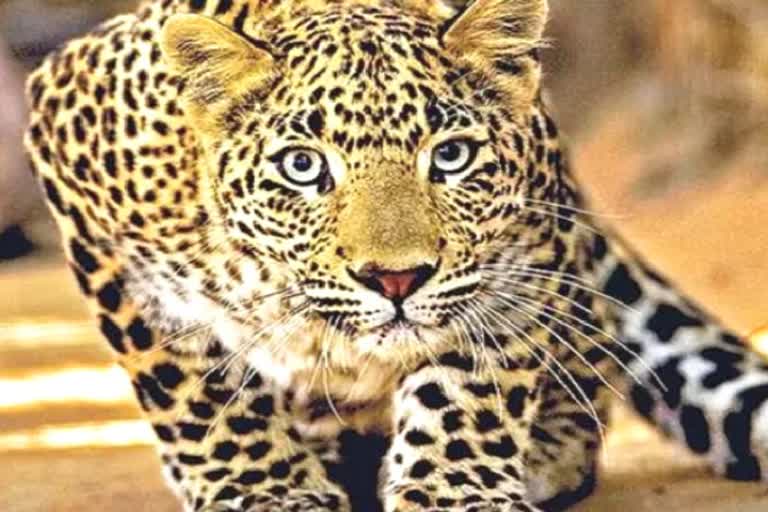 Leopard attack again in Chhattisgarh Manendragarh