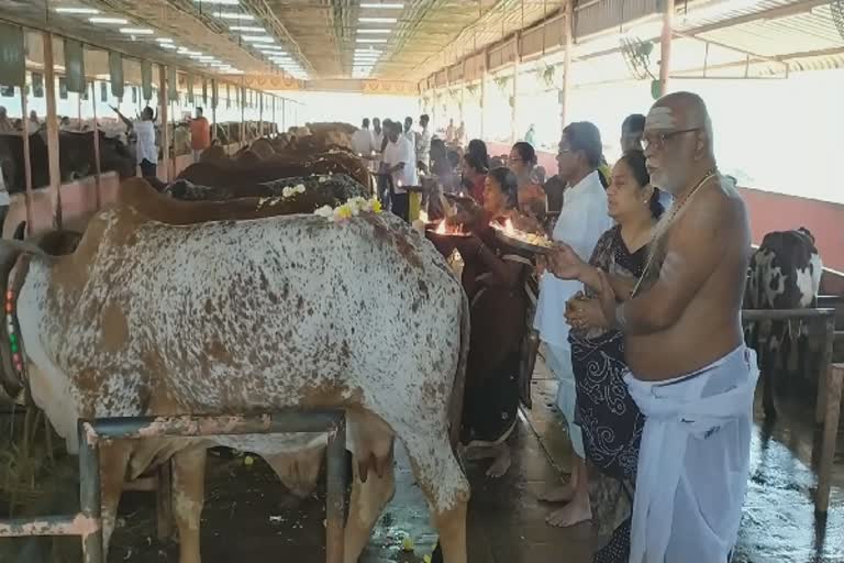 பாண்டுரங்கன் கோயிலில் மாட்டுப்பொங்கல் "கோ பூஜை"