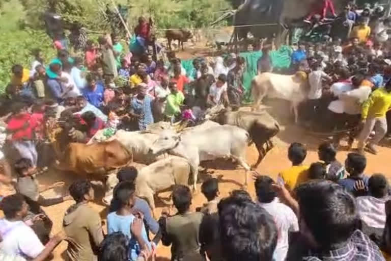 rangampet bulls festival