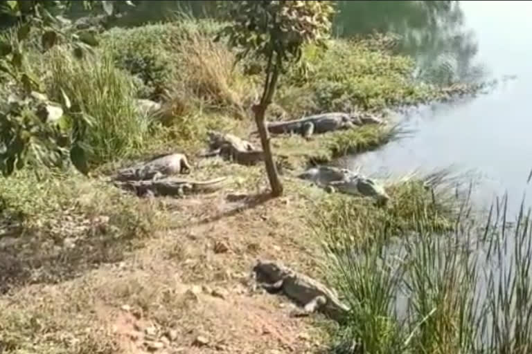 Crocodiles sighting in Alwar, most of crocodiles live in Siliserh lake