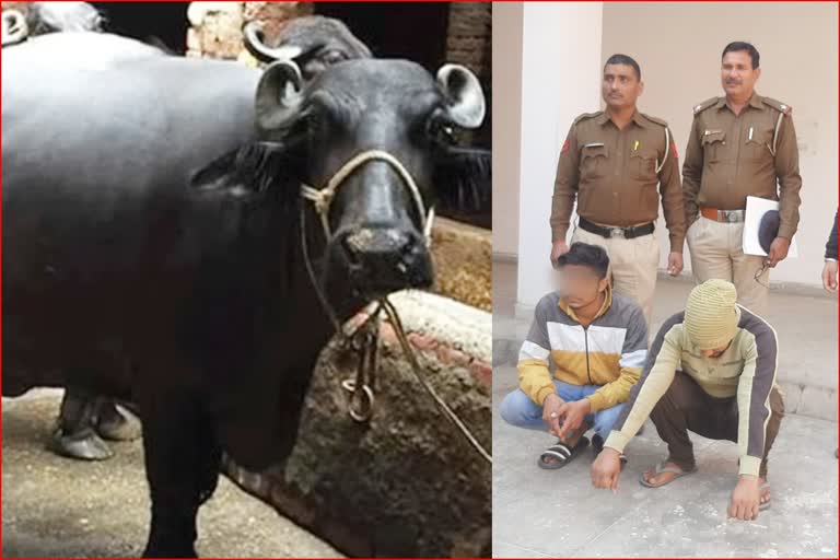 Polytechnic student stole buffalo in Rewari