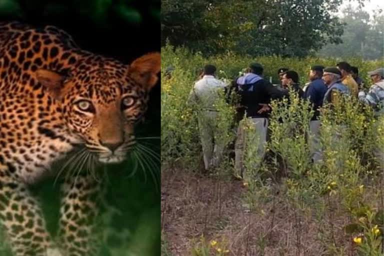 leopard in manendragarh