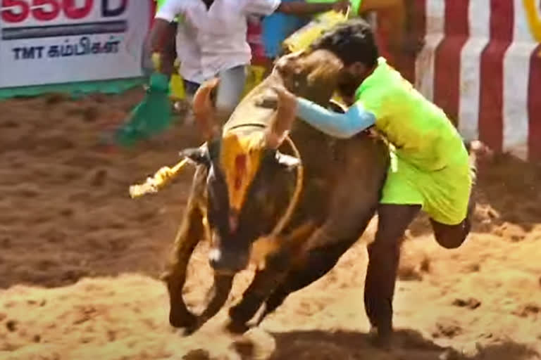 அலங்காநல்லூர் ஜல்லிக்கட்டின் அனல் பறக்கும் க்ளிக்ஸ்