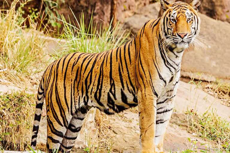 Tiger spotted in shahdol