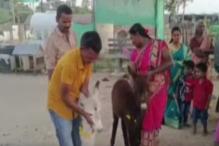 கழுதையை போற்றும் வகையில் நெல்லையில் கொண்டாடப்பட்ட கழுதை பொங்கல்