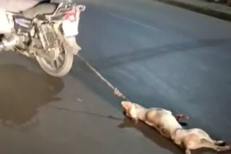 A man drags his pet dog after he resist for morning walk