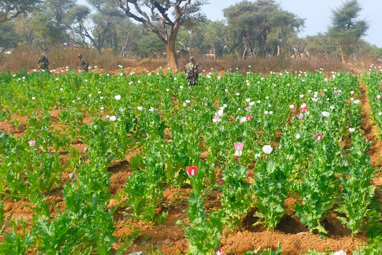 Khunti police action against illegal opium