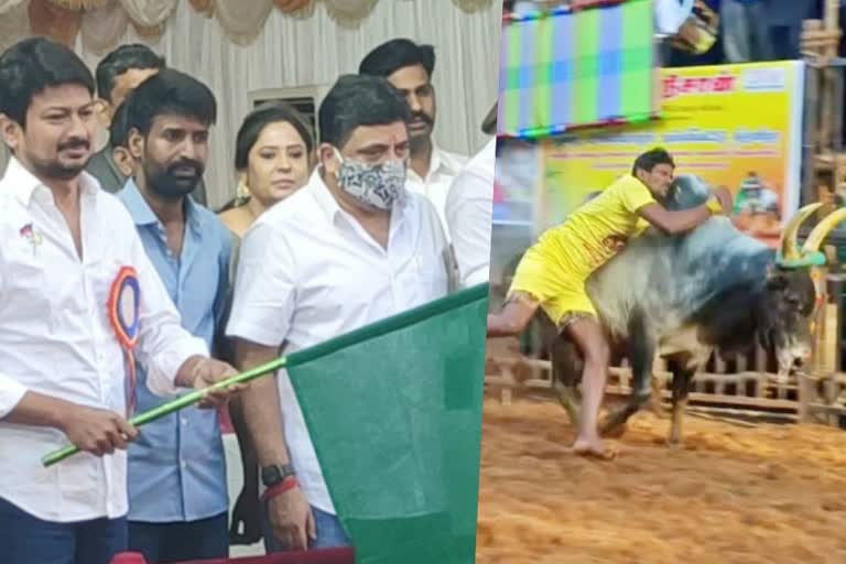 Alanganallur Jallikattu begins