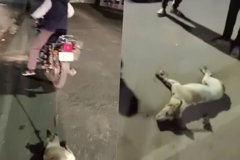 dog resist for morning walk  owner drag dog for kilometers  dragging a dog with bike  Prevention of Cruelty to Animals Act  viral video of dragging dog  latest news in bihar  cruelty to animals  latest national news  പ്രഭാത സവാരിയ്‌ക്ക് കൂടെ വരാത്തതില്‍ രോഷം  നായയെ കിലോമീറ്ററുകളോളം വലിച്ചിഴച്ചു  പ്രഭാത സവാരിയ്‌ക്ക് കൂടെ വരാതിരുന്നു  നായയെ കെട്ടിവലിച്ചു  മൃഗങ്ങളോടുള്ള ക്രൂരത തടയല്‍ നിയമ  നായയയോടുള്ള ക്രൂരത  നായയെ റോഡിലൂടെ കെട്ടിവലിച്ചു  ബിഹാര്‍ ഏറ്റവും പുതിയ വാര്‍ത്ത  ഇന്നത്തെ പ്രധാന വാര്‍ത്ത  ഏറ്റവും പുതിയ ദേശീയ വാര്‍ത്ത