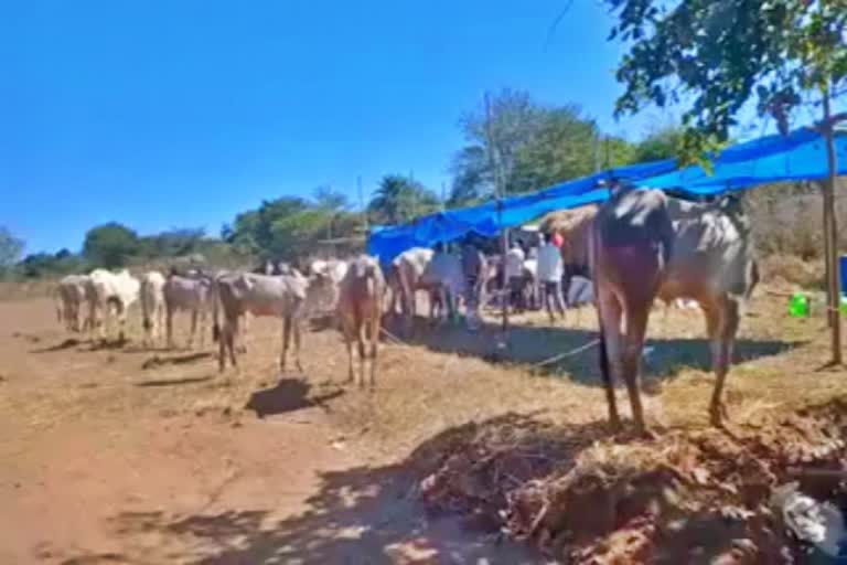 ghati-cattle-fair-begins
