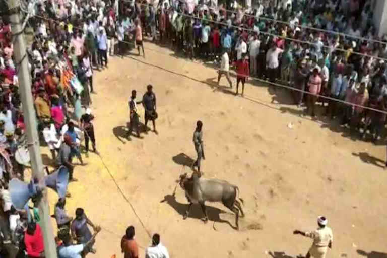 Cattle festival in Vedurukuppam