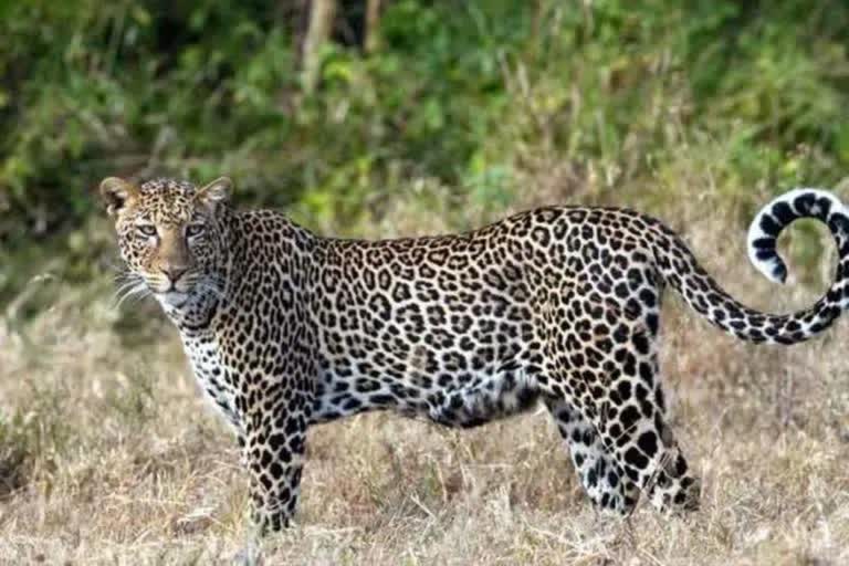 Leopard Died In Accident: