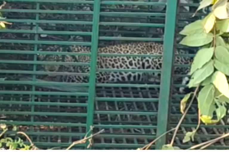 Leopard Caught In Manendragarh