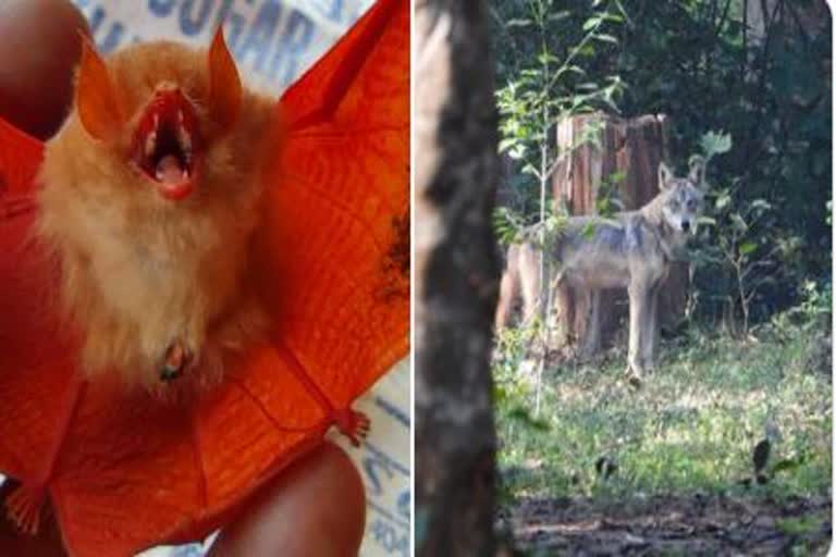 rare orange bat endangered indian wolf spotted in chhattisgarh
