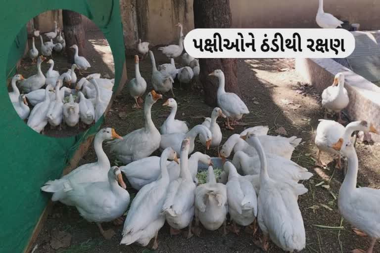 Jamnagar : ઠંડીના ચમકારાને લઈને ચીડિયા ઘરમાં પક્ષીઓ માટે ખાસ વ્યવસ્થા