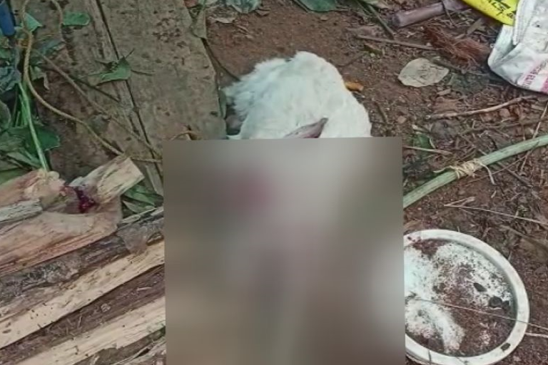 wild animal killed goat in Mananthavady wayanad  Mananthavady wayanad  മാനന്തവാടിയില്‍ ആടിനെ കൊന്ന് വന്യമൃഗം  മാനന്തവാടി  വയനാട് ഇന്നത്തെ വാര്‍ത്ത  wayanad todays news