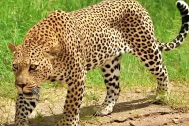 death a leopard cub in Panna