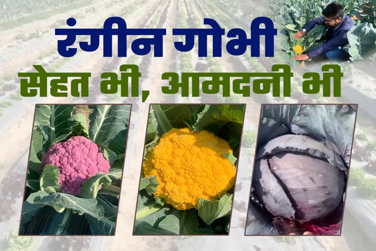 Cultivation of Colorful Cauliflower in haryana