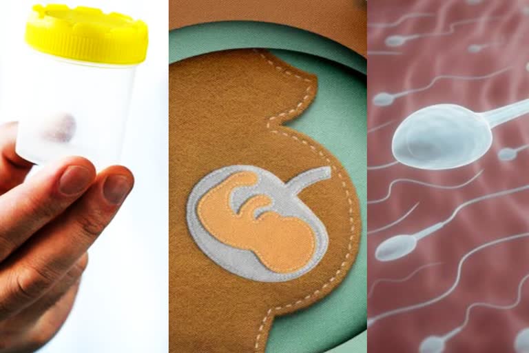 Female Sperm Donor Process: સ્ત્રી બીજ ડોનેટ કરવું કાયદેસર છે, અને કેટલીવાર કરી શકાય?