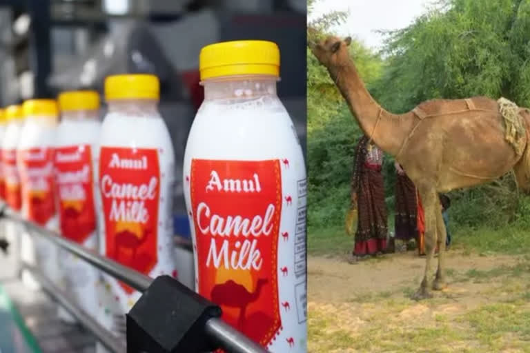 Asia first camel milk production centre  Camel milk centre in Kutchh  Deodorised camel milk  Deodorised camel milk plant  Gujarat herdsmen find source of income  ഡിയോഡറൈസ്‌ഡ് ഒട്ടകപ്പാല്‍ സംസ്‌കരണ പ്ലാന്‍റ്  കച്ചില്‍ ഒട്ടകം വളര്‍ത്തുന്നവരുടെ  ഏഷ്യയിലെ ആദ്യത്തെ ഡിയോഡറൈസ്‌ഡ് ഒട്ടകപ്പാൽ സംസ്‌കരണ  കച്ചിലെ ഒട്ടകപ്പാല്‍ സംസ്‌കരണ പ്ലാന്‍റ്  അമൂല്‍ ഒട്ടകപ്പാല്‍ സംസ്‌കരണ പ്ലാന്‍റ്