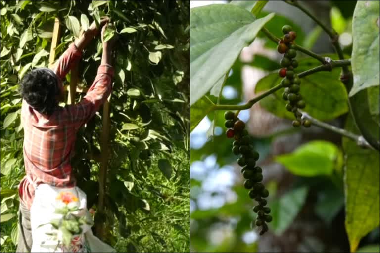 ഇടുക്കി  pepper  pepper lower production  Farmers are worried about lower production idukki  pepper production decreased  idukki latest news  idukki local news  കുരുമുളക്  കുരുമുളക് കര്‍ഷകർ ആശങ്കയിൽ  കുരുമുളകിന്‍റെ വില ഇടിയുന്നതും  കുരുമുളകിന്‍റെ വില