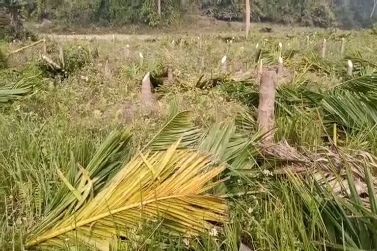 Eviction drive at Gizang Reserve Forest in Boko Kamrup