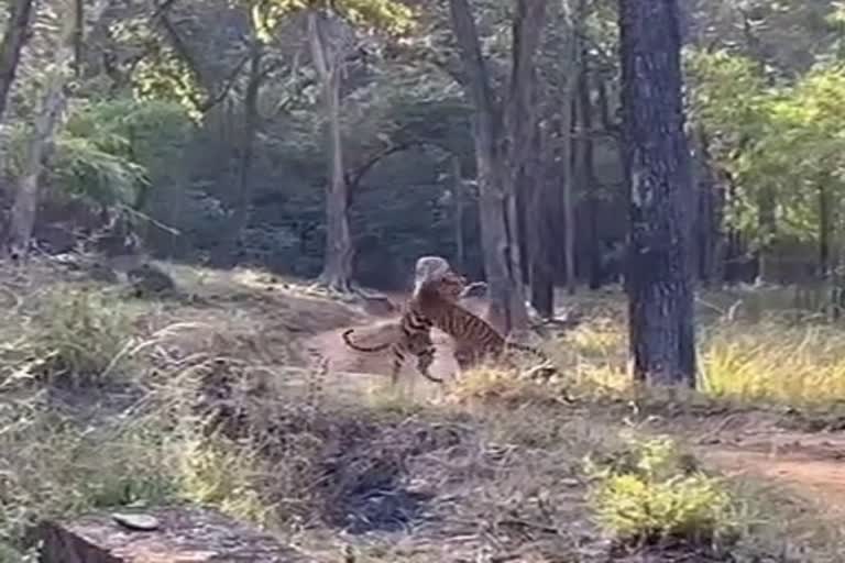 narmadapuram satpura tiger reserve