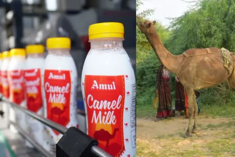 asias-first-deodorised-camel-milk-plant-in-kutchh-boosts-prospects-of-herdsmen