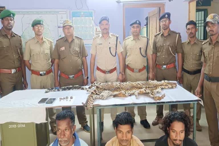 leopard skin seized from malkangiri