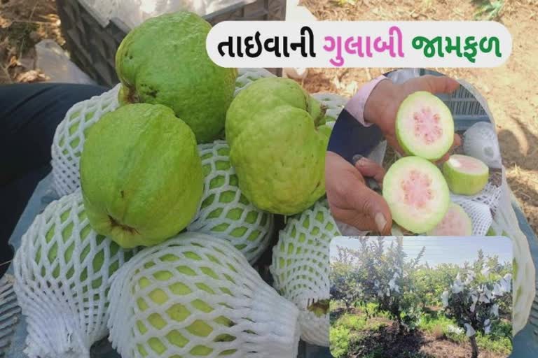 Kutch : તાઇવાનના ગુલાબી જામફળની ખેતી, કોઈપણ સીઝનમાં મો માગ્યા ભાવ